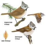 Хохлатая синица - Parus cristatus картинка-8