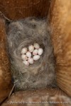 Большая синица - Parus major гнездо с кладкой яиц в дуплянке