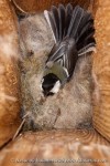 Большая синица - Parus major самка на гнезде в дуплянке