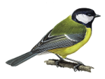 Большая синица - Parus major picture-1