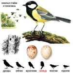 Большая синица - Parus major picture-11
