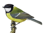 Большая синица - Parus major picture-2