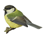 Большая синица - Parus major picture-3