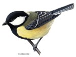 Большая синица - Parus major picture-4