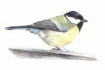 Большая синица - Parus major picture-7