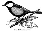 Большая синица - Parus major picture-8