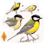 Большая синица - Parus major picture-9