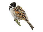Камышовая овсянка - Schoeniclus schoeniclus picture-1