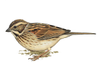 Камышовая овсянка - Schoeniclus schoeniclus picture-3