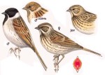 Камышовая овсянка - Schoeniclus schoeniclus picture-4