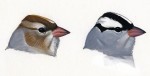 Белобровая зонотрихия - Zonotrichia leucophrys picture-6