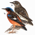 Белогорлый дрозд - Monticola gularis картинка-1