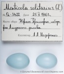 Синий каменный дрозд - Monticola solitarius яйца-1
