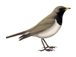 Чернозобый дрозд - Turdus atrogularis картинка-1