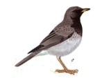 Чернозобый дрозд - Turdus atrogularis картинка-4