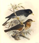 Белобрюхий дрозд - Turdus cardis картинка-1