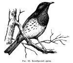 Белобрюхий дрозд - Turdus cardis картинка-3