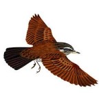 Бурый дрозд - Turdus eunomus картинка-5