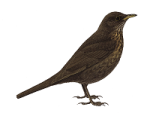 Черный дрозд - Turdus merula картинка-2