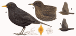 Черный дрозд - Turdus merula картинка-7