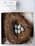 Рыжий дрозд - Turdus naumanni гнездо с кладкой яиц-3