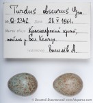 Оливковый дрозд - Turdus obscurus eggs-1