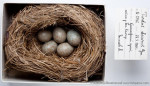 Оливковый дрозд - Turdus obscurus eggs-2