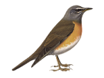 Оливковый дрозд - Turdus obscurus картинка-1