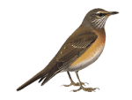 Оливковый дрозд - Turdus obscurus картинка-2