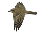 Оливковый дрозд - Turdus obscurus картинка-3