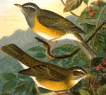 Оливковый дрозд - Turdus obscurus картинка-4