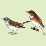 Бледный дрозд - Turdus pallidus картинка-1