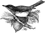 Бледный дрозд - Turdus pallidus картинка-2