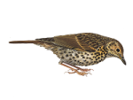 Певчий дрозд - Turdus philomelos картинка-3