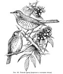 Певчий дрозд - Turdus philomelos картинка-5