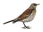 Рябинник - Turdus pilaris картинка-3
