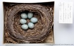 Краснозобый дрозд - Turdus ruficollis гнездо с кладкой яиц-1