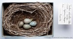 Краснозобый дрозд - Turdus ruficollis гнездо с кладкой яиц-2