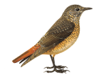 Пестрый каменный дрозд - Monticola saxatilis картинка-2