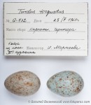 Белозобый дрозд - Turdus torquatus яйца
