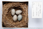 Белозобый дрозд - Turdus torquatus гнездо с кладкой яиц-1
