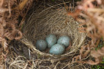 Белозобый дрозд - Turdus torquatus гнездо с кладкой яиц-2