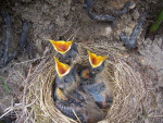Белозобый дрозд - Turdus torquatus гнездо с птенцами