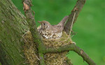 Деряба - Turdus viscivorus на гнезде