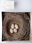 Деряба - Turdus viscivorus гнездо с кладкой яиц-1