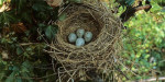 Деряба - Turdus viscivorus гнездо с кладкой яиц-3