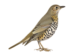 Деряба - Turdus viscivorus фотография-1