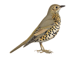 Деряба - Turdus viscivorus фотография-2