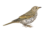 Деряба - Turdus viscivorus фотография-3