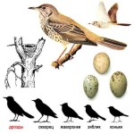 Деряба - Turdus viscivorus фотография-4